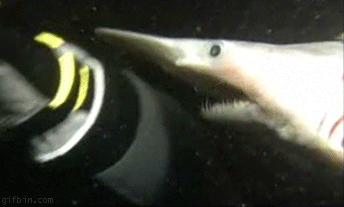 Акула-гоблин атакует