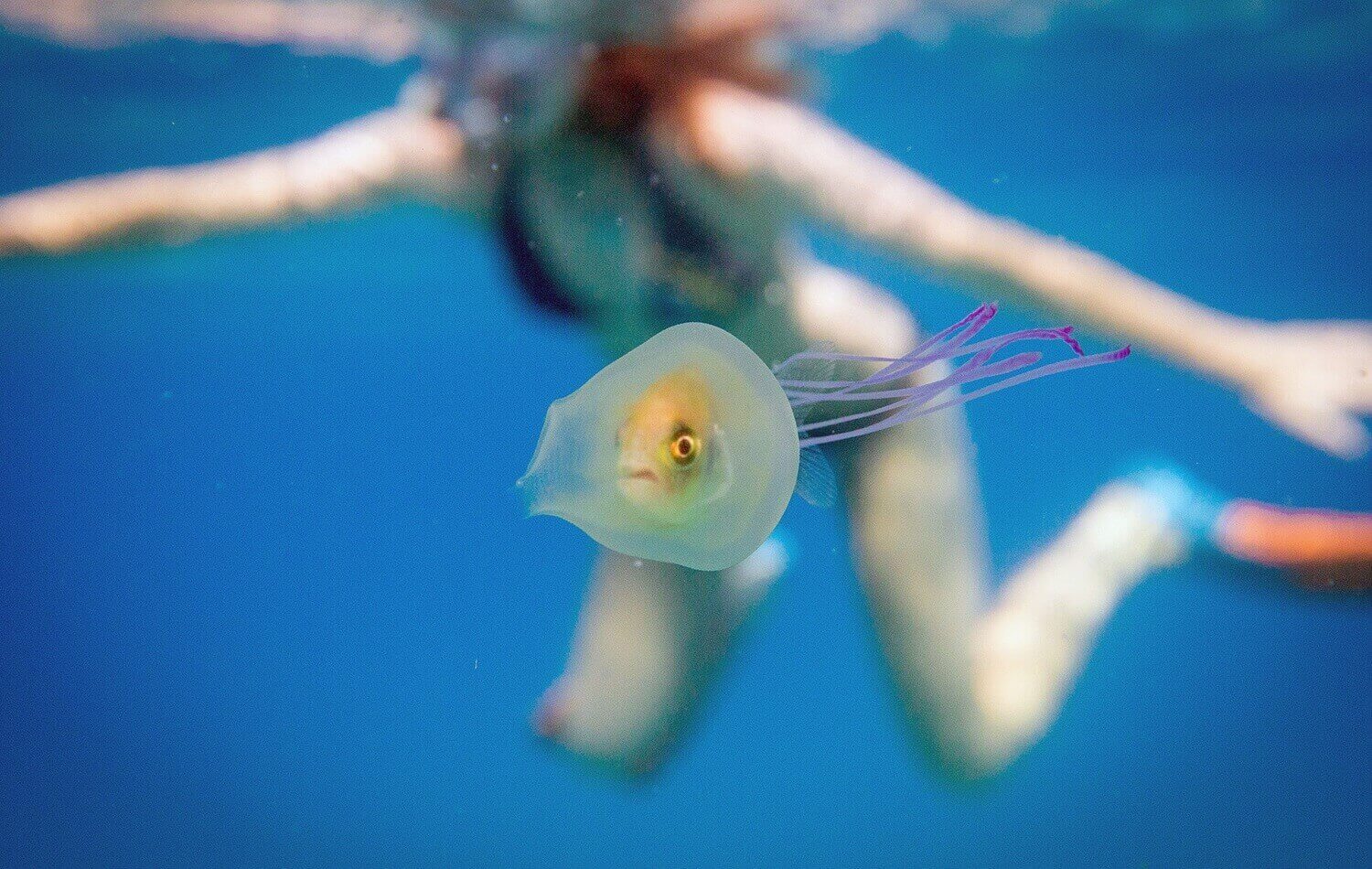 Рыбка застряла внутри прозрачной медузы. 