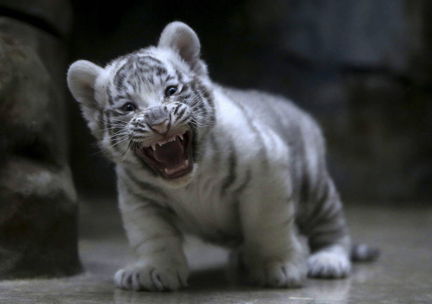 Новорожденный белый индийский тигренок.