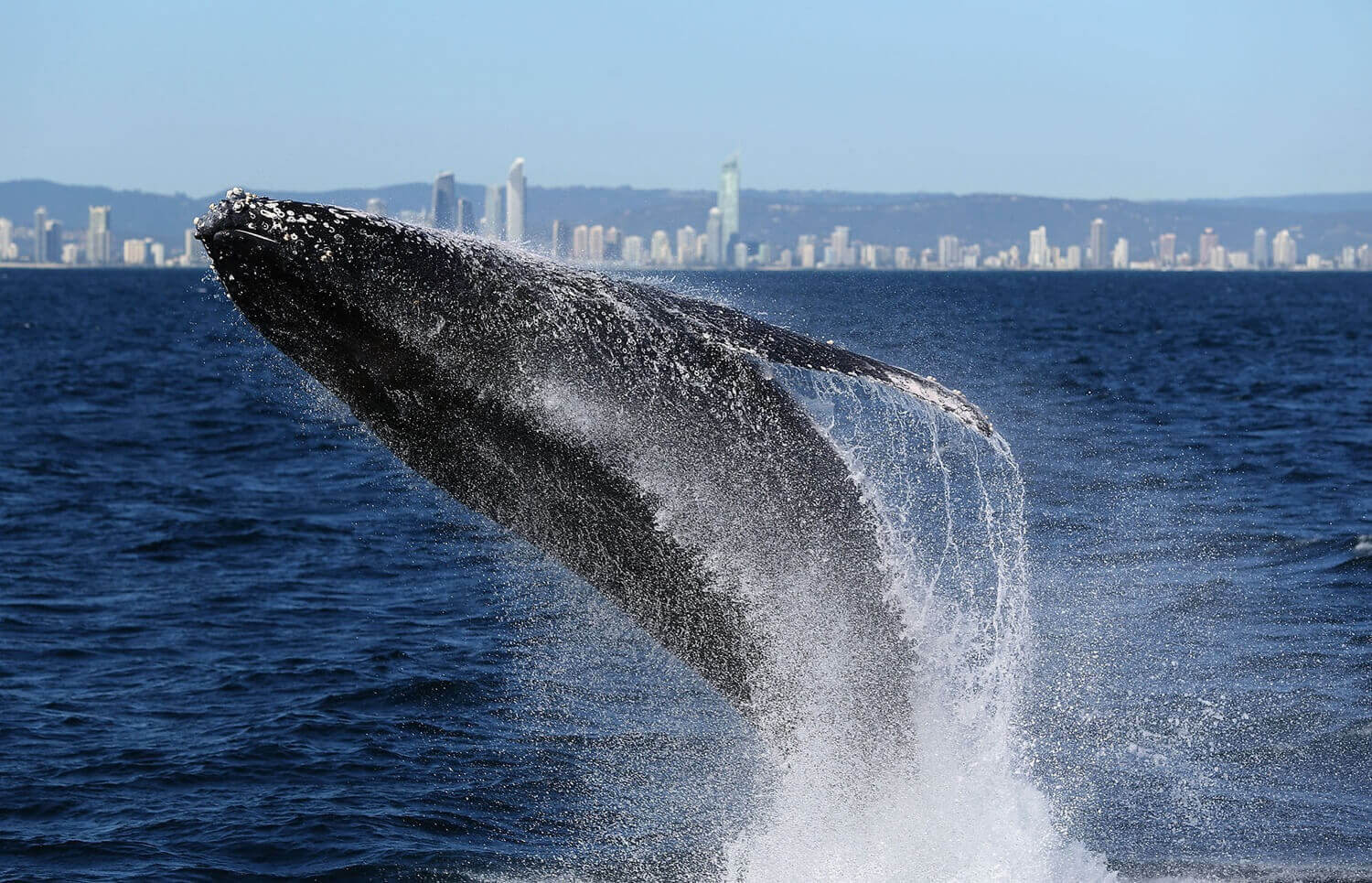 Прыжок горбатого кита в Австралии.