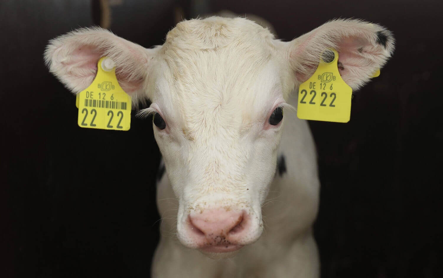 Новорожденный теленок стоит в своем стойле на молочной ферме Уолтерс .