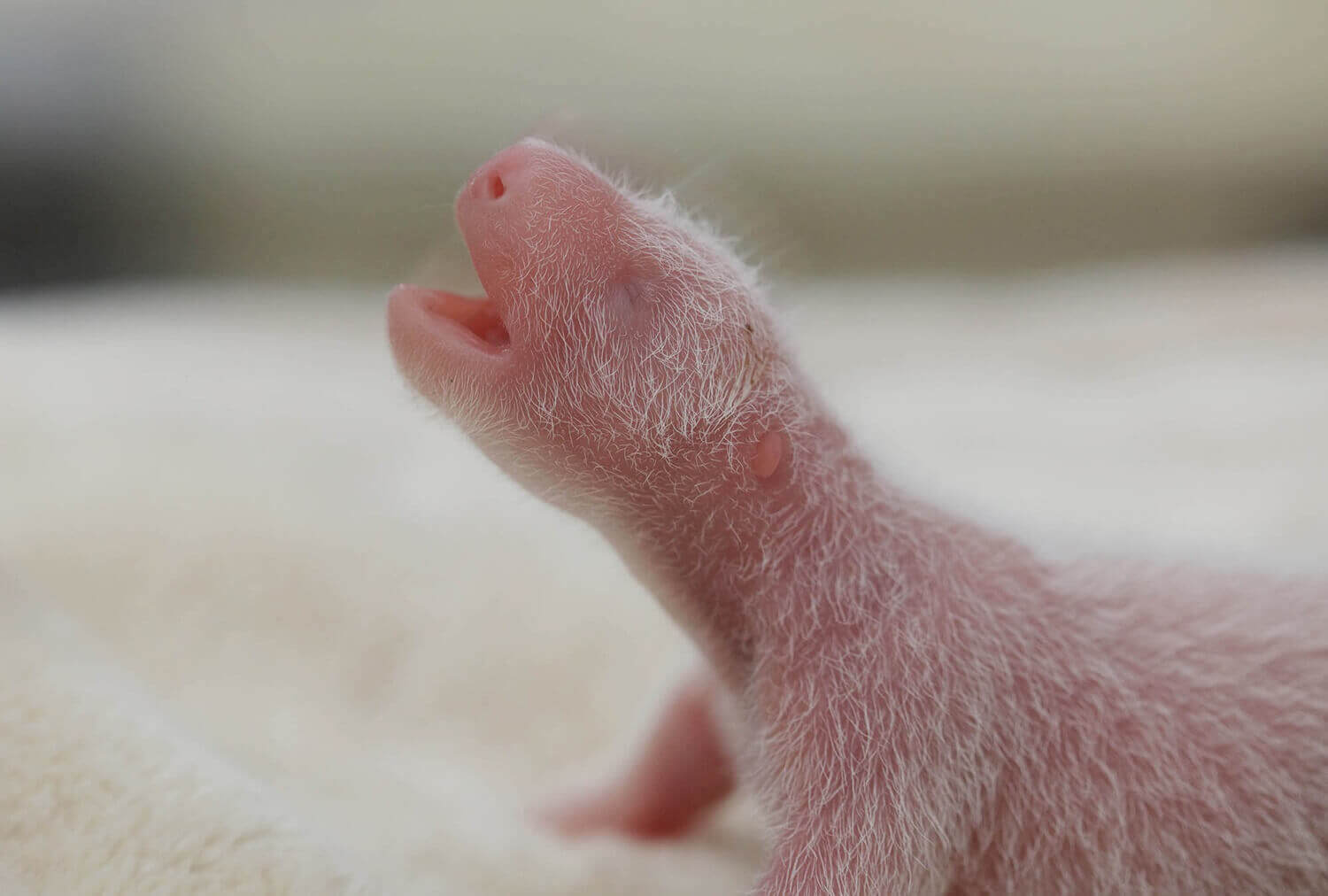 Новорожденный самец гигантской панды внутри инкубатора.