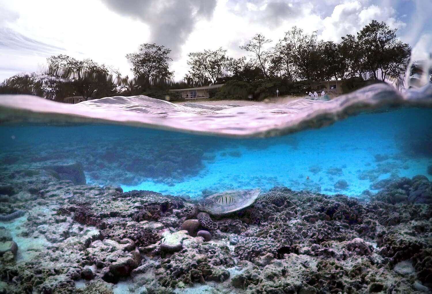 хижины экологического курорта на острове Леди-Эллиот и черепаха в лагуне в поисках пищи.