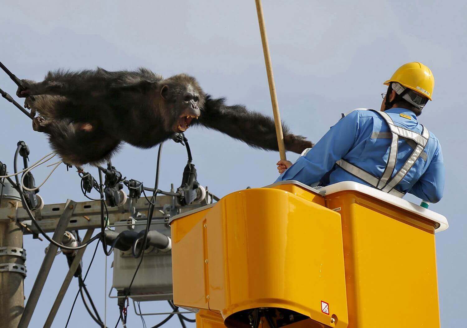 Самец шимпанзе Чача после побега из зоопарка Ягияма.