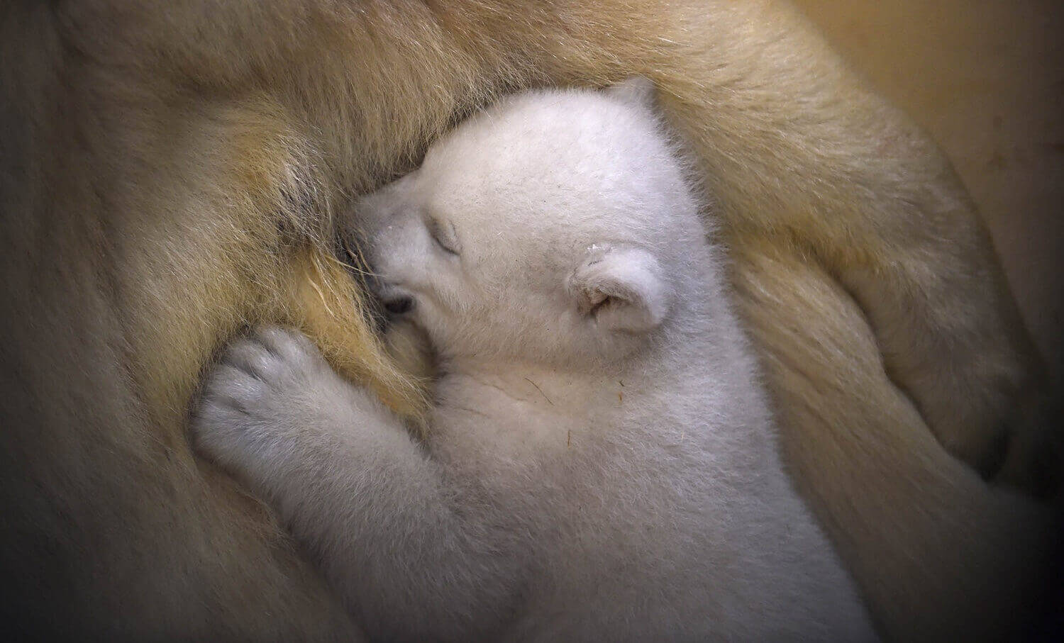 Полярный медвежонок прижимается к сврей матери Валеске.