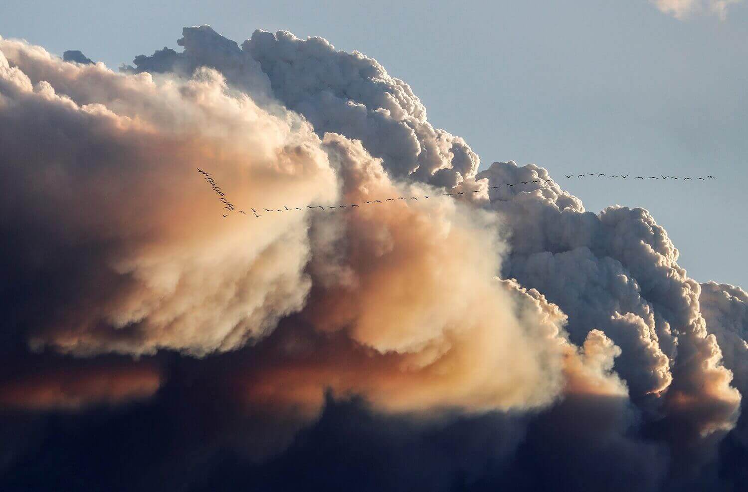 Стая птиц улетает от дыма, вызванного лесными пожарами.