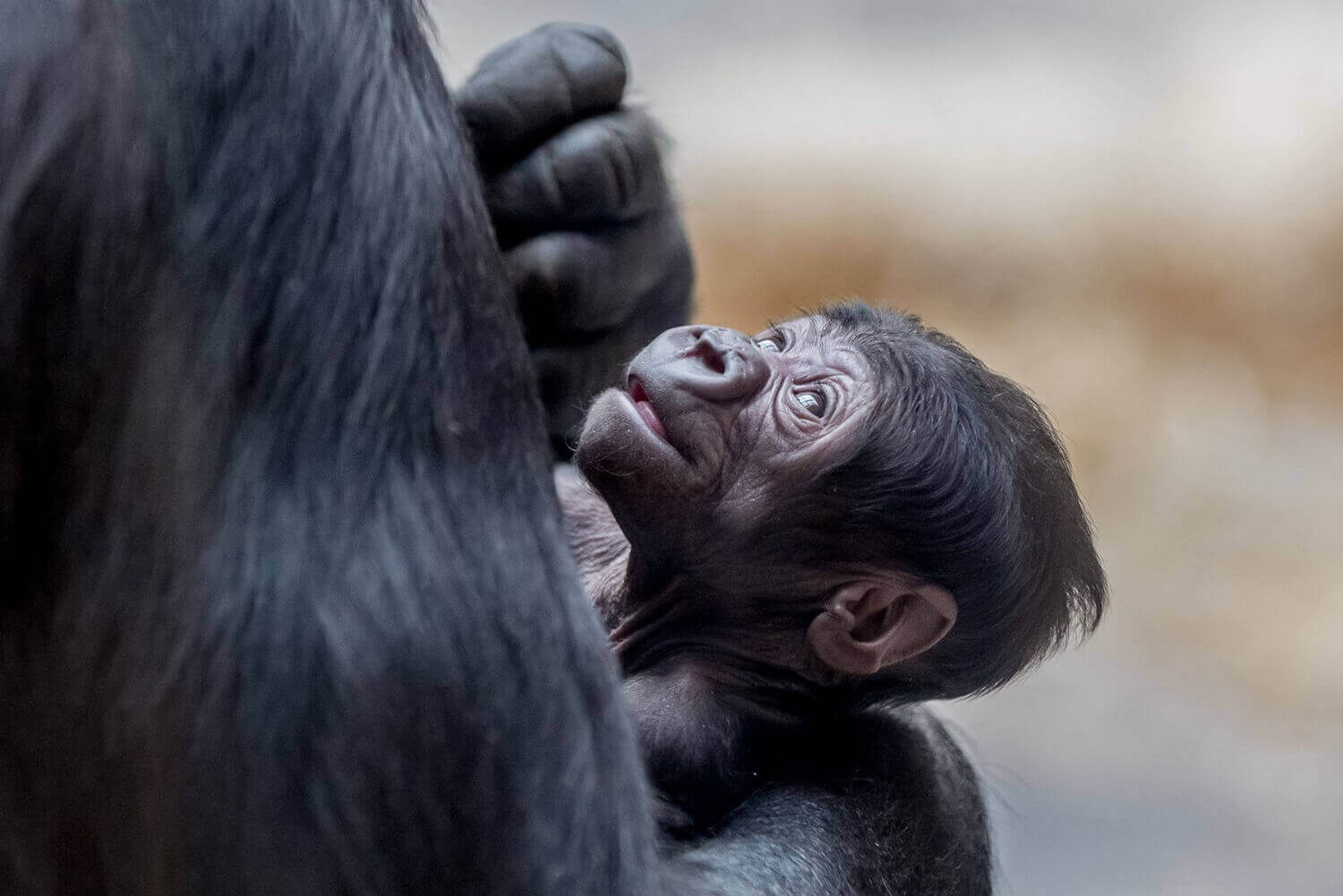 горилла, держит своего пятидневного сына в вольере Пражского зоопарка