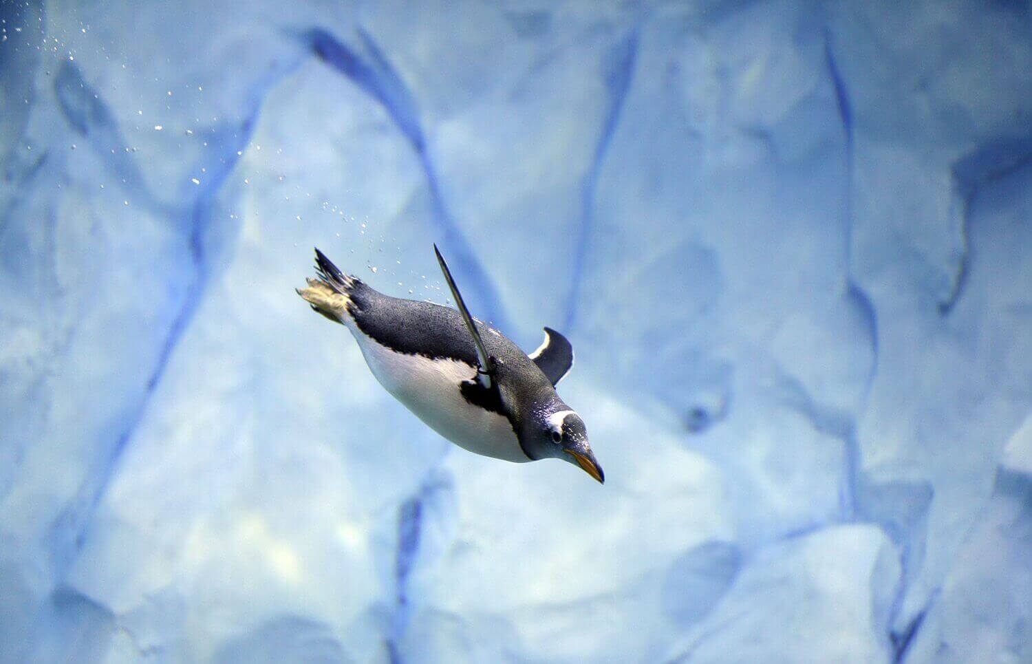 Пингвин купается в новом подразделении зоопарка Детройта.