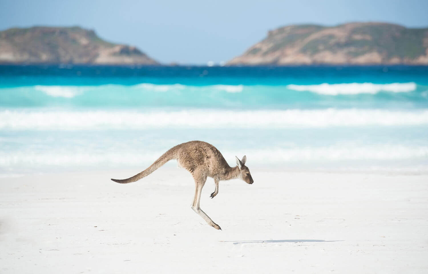 Кенгуру на пляже Счастливой Бухты, расположенной на южном побережье Западной Австралии 