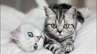 Интересные и занимательные факты о котах и кошках.