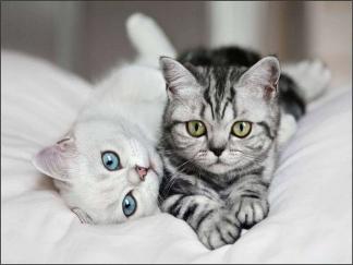 Интересные и занимательные факты о котах и кошках.
