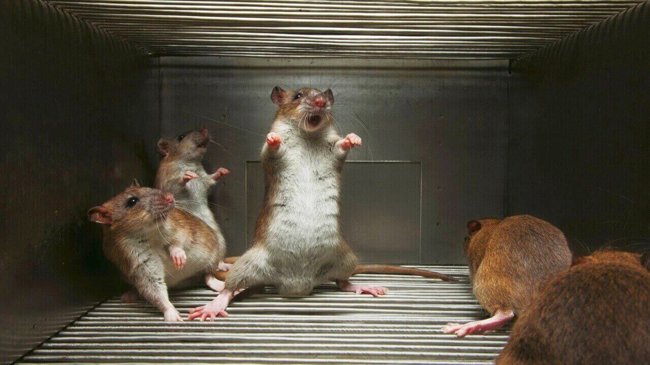 Пытка крысами