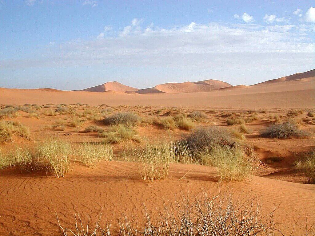 пустыня Сахара, Растительности 