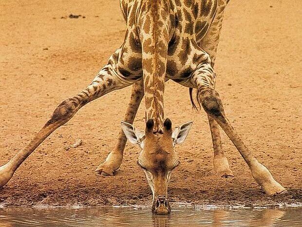 жираф пьет воду