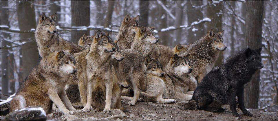 стая волков