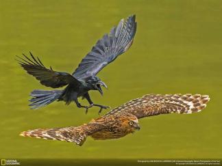 Конкурс фотографий National Geographic 2016 – Все победившие фотографии