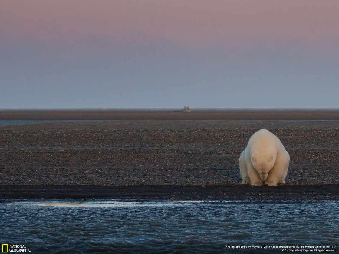 Одинокий медведь на берегу Бартер-Айленда штат Аляска