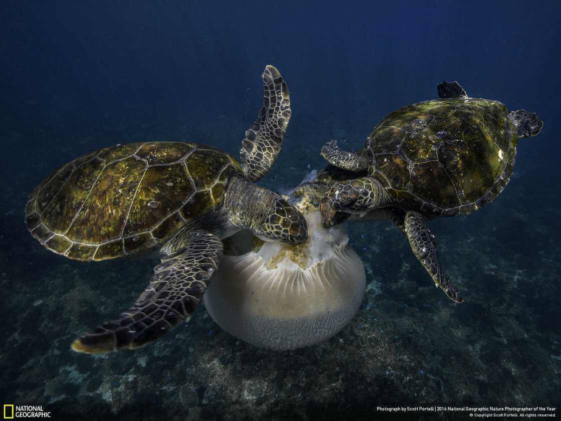 черепаху, поедающую медузу