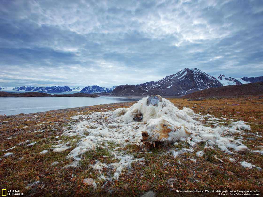 Норвегия, останки белого медведя