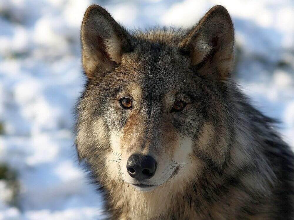 волк 