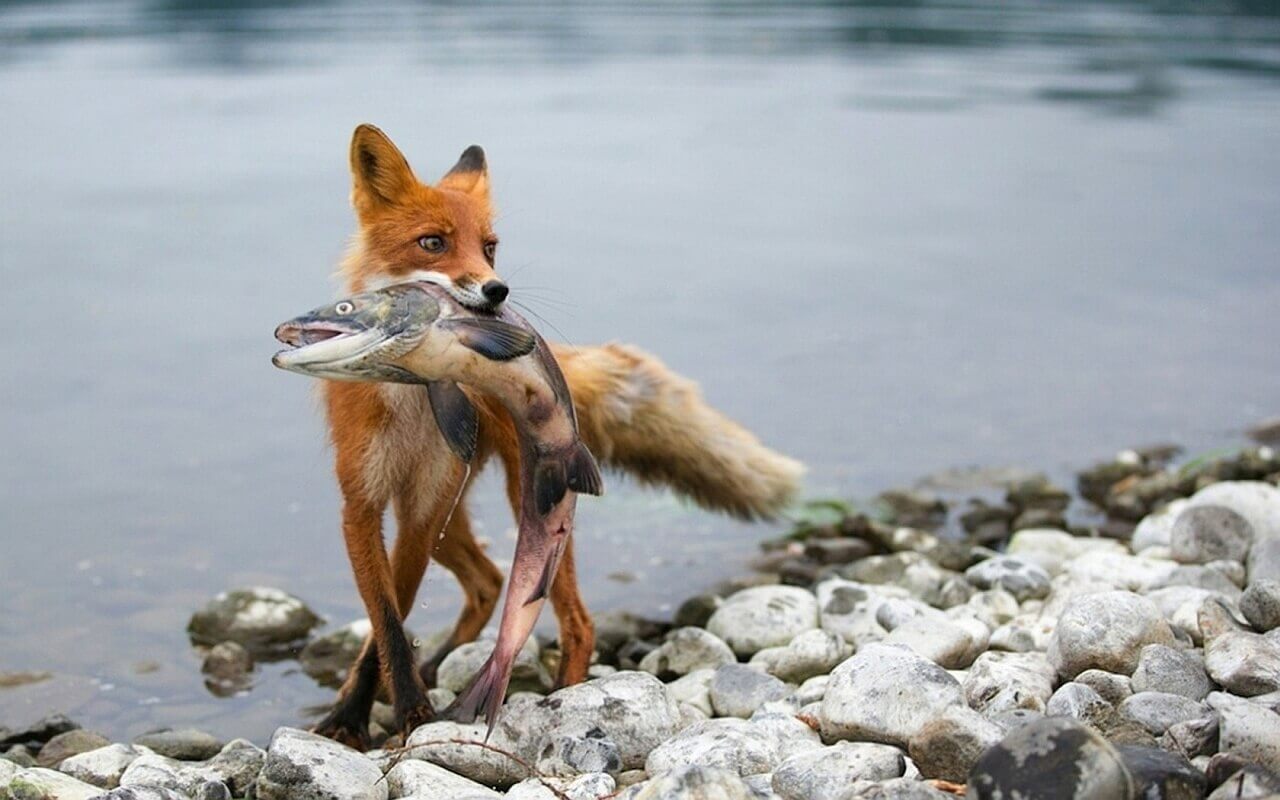 лиса ловит рыбу