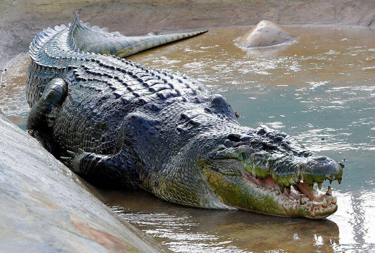гребнистый крокодил