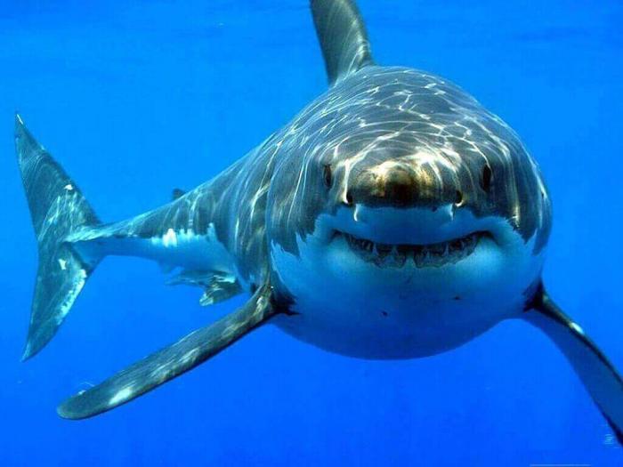 То, чего вы не знали про акулу