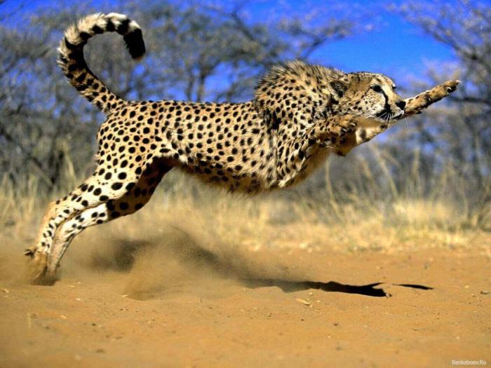 ТОП-10 самых быстрых наземных животных в мире