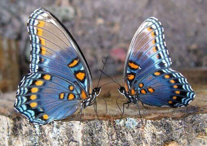 Эти прекрасные создания — бабочки