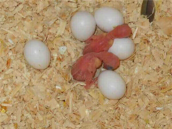 яйца волнистых попугайчиках