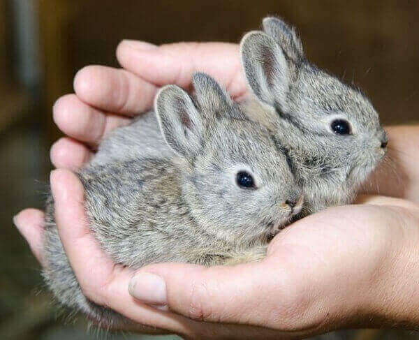 кролики Little Idaho