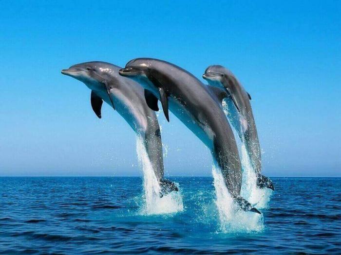 Эти умные и веселые существа — дельфины