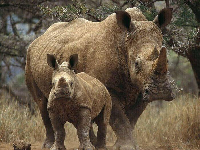 Самые интересные факты о носорогах