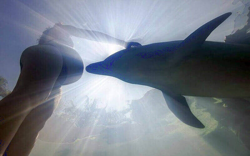 дельфин и беременная женщина