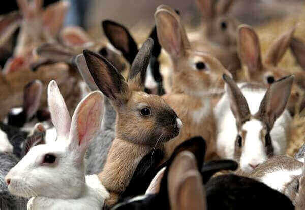 кролики живут группами