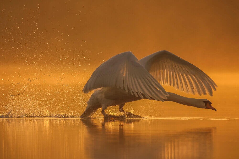 Лебеди от фотографа Джейкоба Картейна