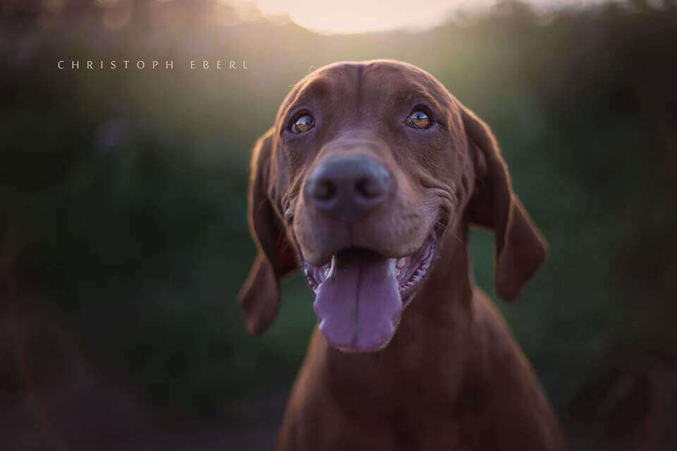 фото портреты собак