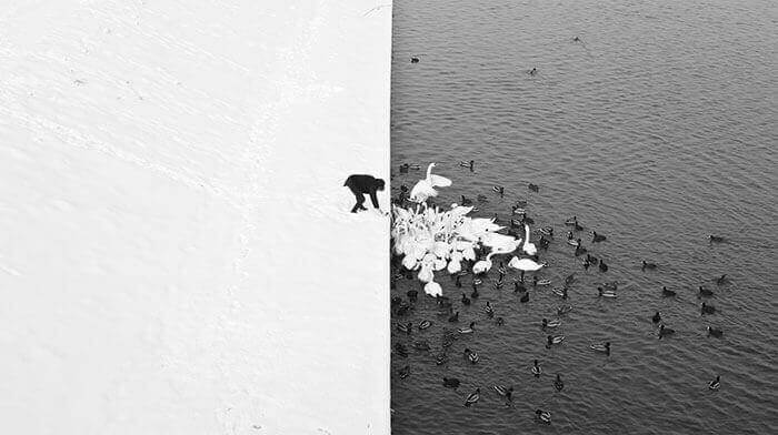 Мужчина на снегу, кормящий лебедей