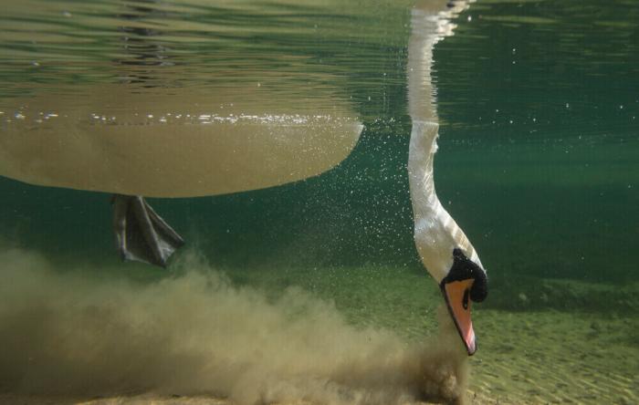 Лебеди от фотографа Джейкоба Картейна: еще на шаг ближе к природе