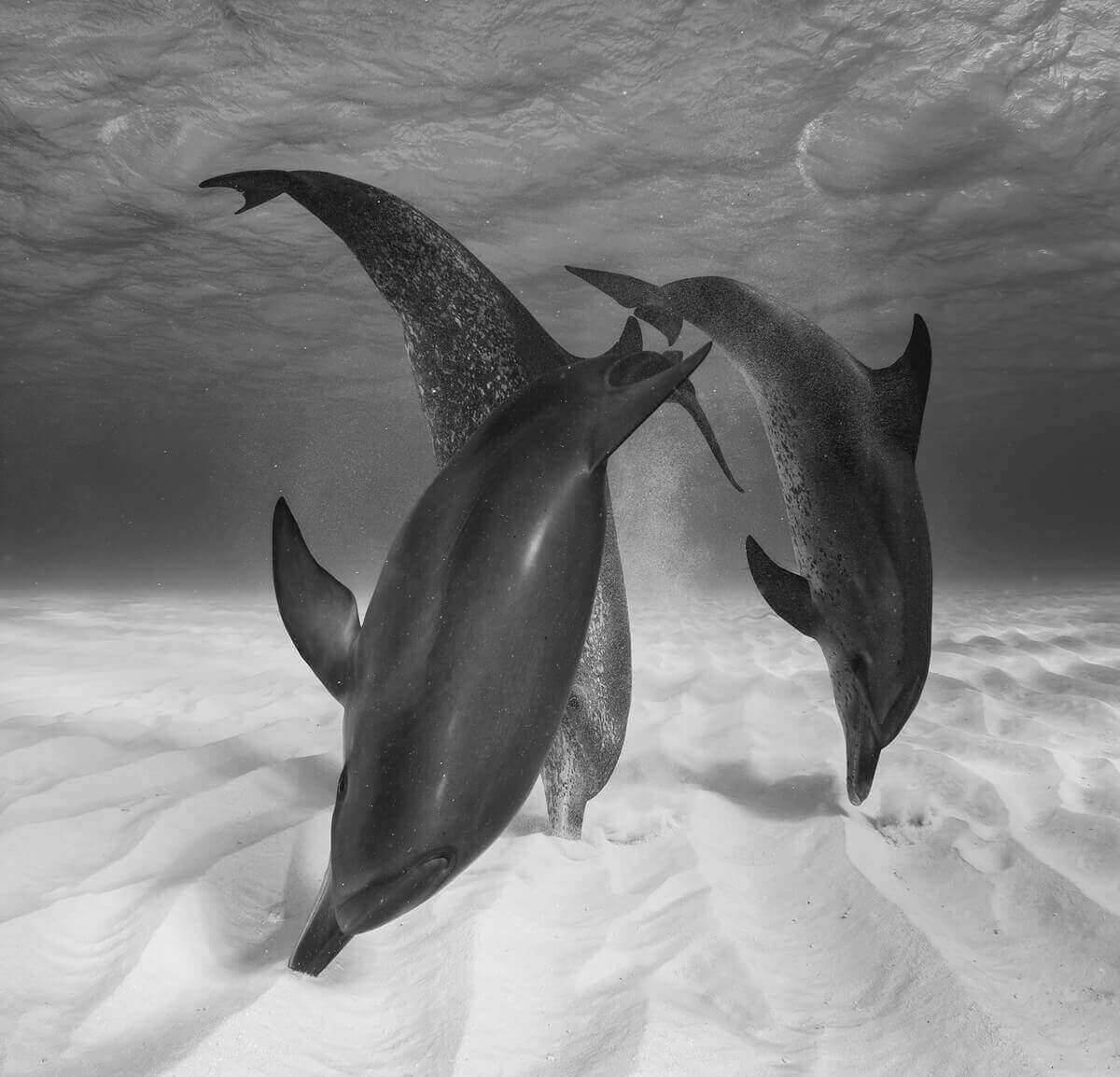 Атлантические пятнистые дельфины, Багамы