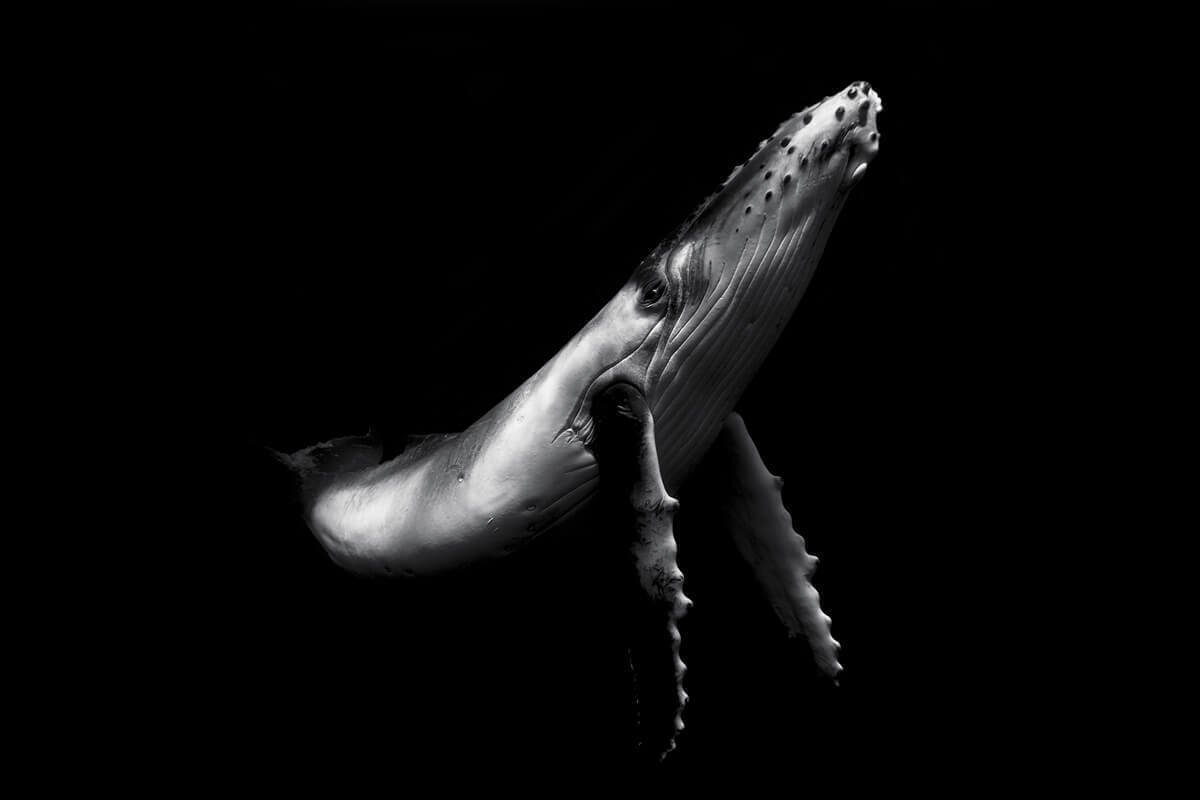 Горбатый кит, остров Chain of Vava'u, Королевство Тонга