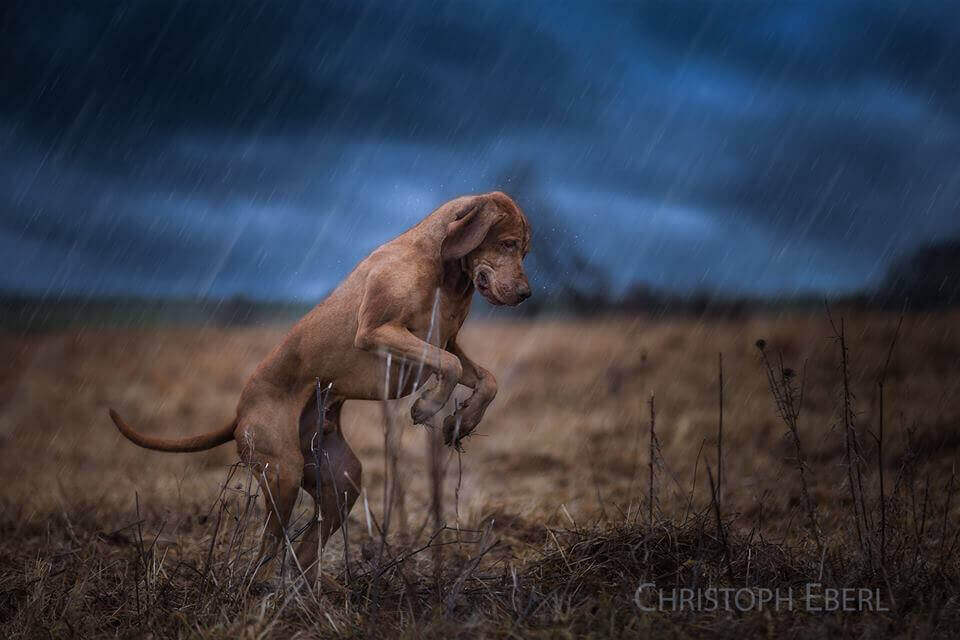фото собак от Christoph Eberl