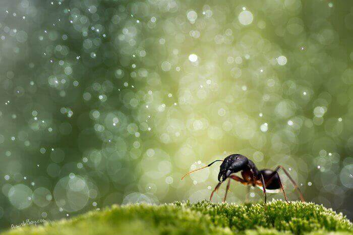 макросъемка муравьев