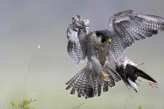 Победители премии 2017 Sony World Photography Awards