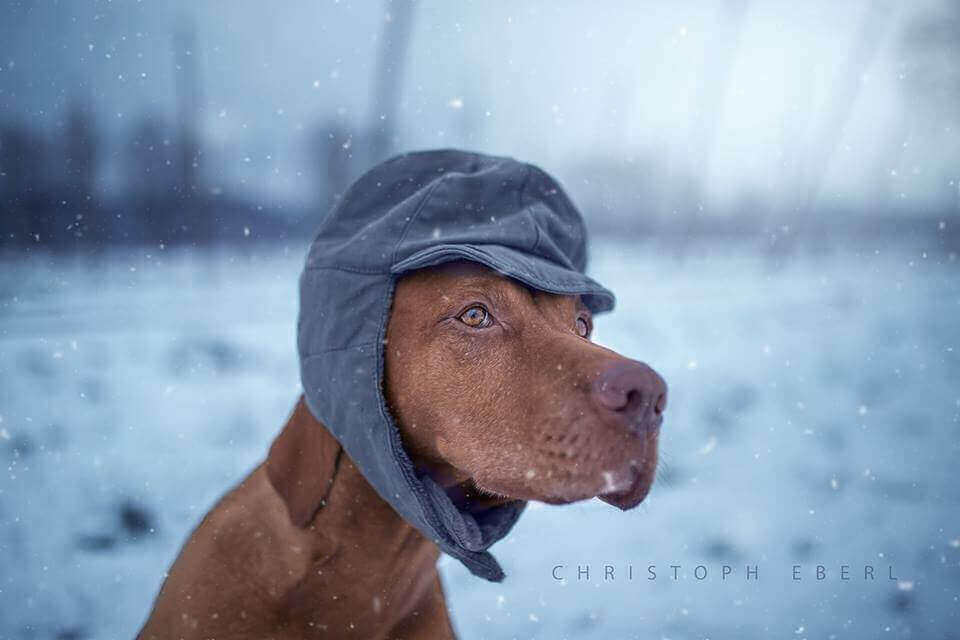фото собак от Christoph Eberl
