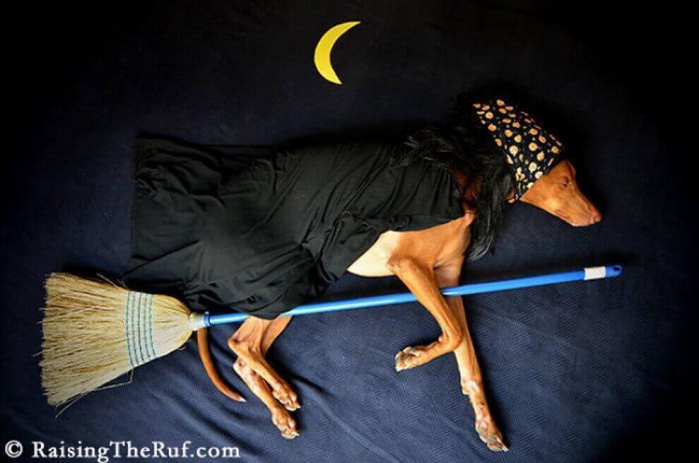 Руфус собака гулящая во сне