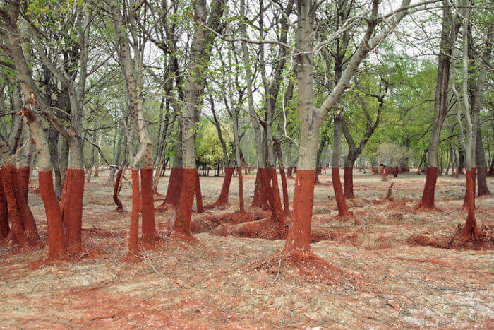 Идеально ровная красная линия в венгерском лесу, отмечающая уровень разлива озера с токсичными отходами алюминия