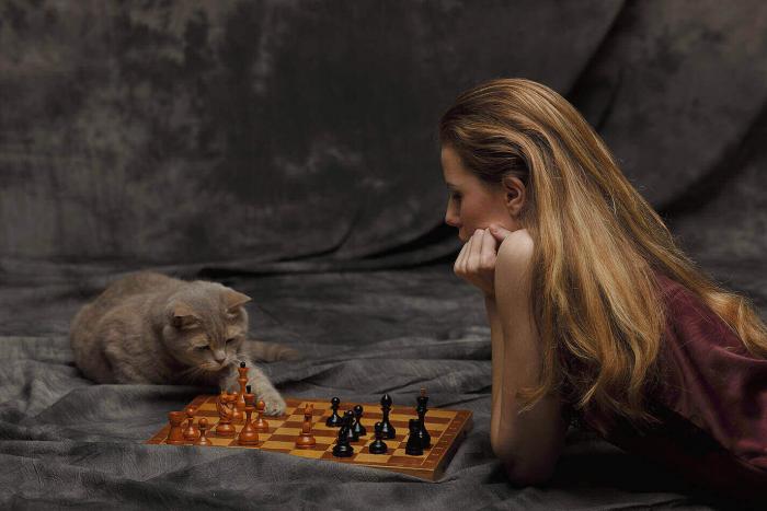 Кот-шахматист. Он играет, а вам слабо?