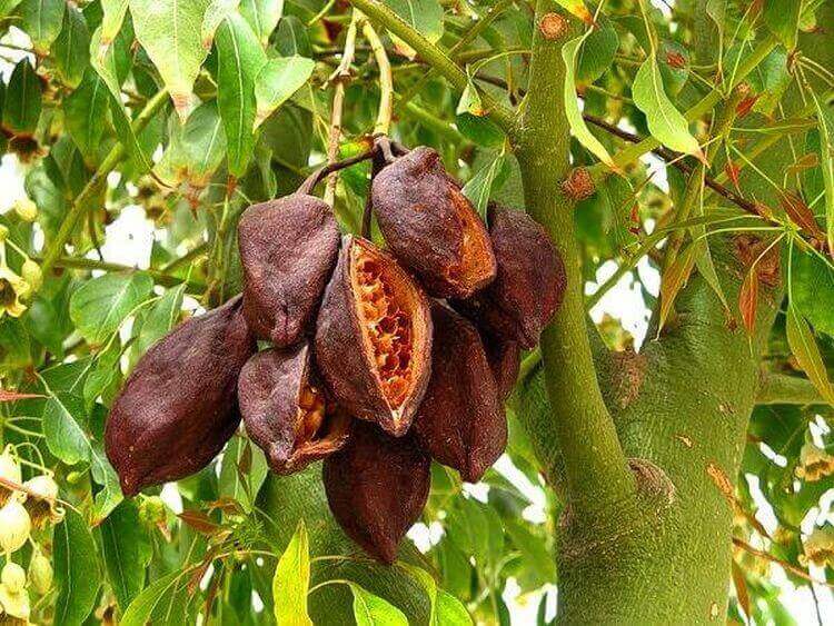 Дерево, дающее какао-плоды