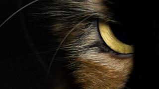 глаз кошки